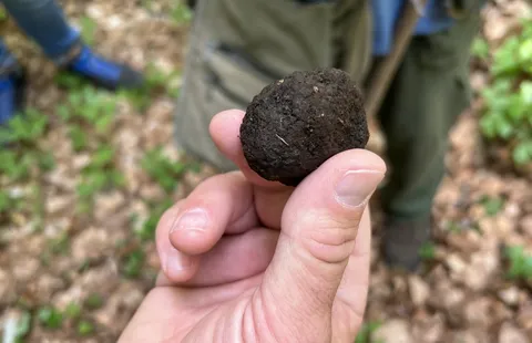 Image of Truffle Hunting Adventure