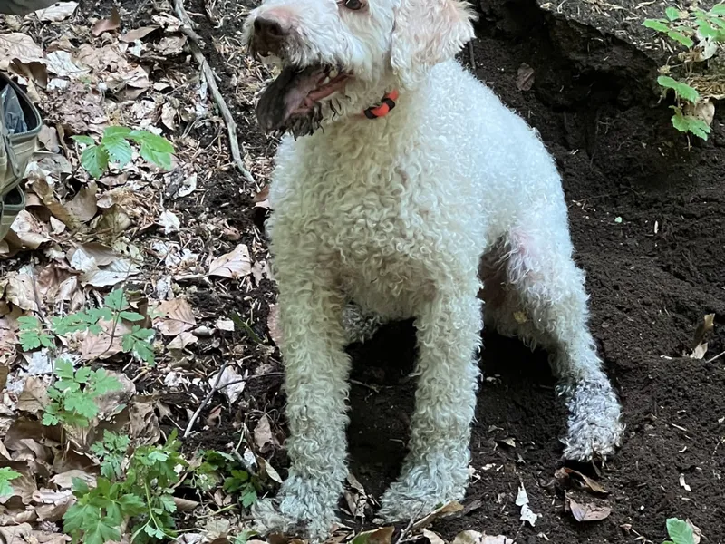Truffle Hunting Adventure-11