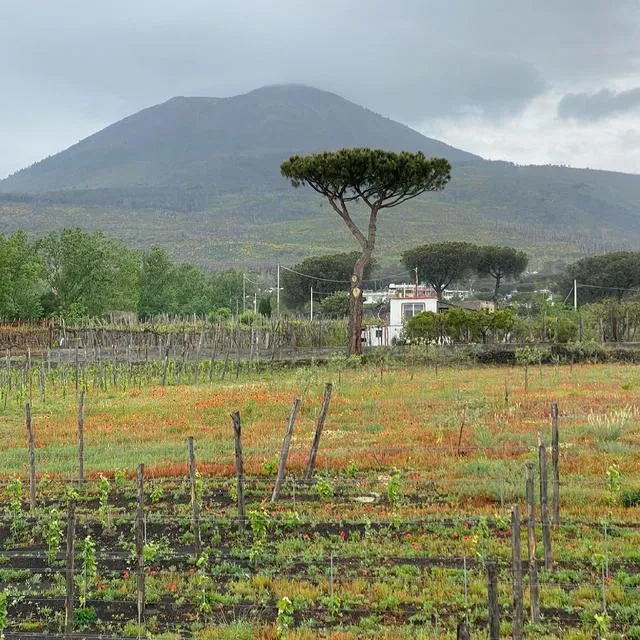 sorrentofirstchoice - Instagram Photo 9