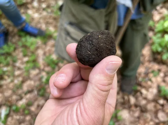 Image of tour number5 Truffle Hunting Adventure